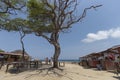 Big healthy tree in middle of rustic bars and restaurants of concha bay inside Tayrona National natural park