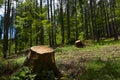 Big and healthy trees cut from the root. Logs carved and cut from the green forest. Forest cut down. Wood industry are destroying