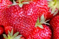 Big heart shaped strawberry with stems on it Royalty Free Stock Photo