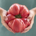 Big heirloom tomato in hand of child  on blue. Huge red tomato. Harvesting fruits and vegetables, harvest food Royalty Free Stock Photo