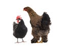 Big hen Brama is looking at a black chicken.  isolated on a white background Royalty Free Stock Photo