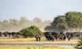 A big herd African Buffalo Syncerus caffer approaching a waterhole Royalty Free Stock Photo