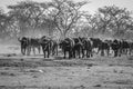 Big herd of African buffalos on an open plain Royalty Free Stock Photo