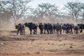 Big herd of African buffalos on an open plain Royalty Free Stock Photo