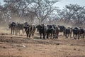 Big herd of African buffalos on an open plain Royalty Free Stock Photo