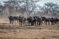 Big herd of African buffalos on an open plain Royalty Free Stock Photo