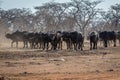 Big herd of African buffalos on an open plain Royalty Free Stock Photo