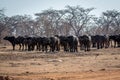 Big herd of African buffalos on an open plain Royalty Free Stock Photo