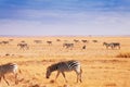 Big herd of African zebras walking at Kenyan plain Royalty Free Stock Photo