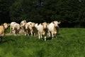 Fine Herd of Charolais Cattle