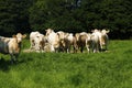 Fine Herd of Charolais Cattle Royalty Free Stock Photo