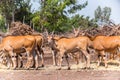 Common Elands graze in the field in Safari Royalty Free Stock Photo