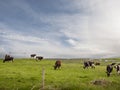 Big herd of cows in a green field, beautiful cloudy sky. Agriculture and farming industry. Barn animals in pasture Royalty Free Stock Photo