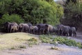 Herd of elephants Royalty Free Stock Photo