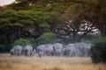 Big herd of elephants under acacia tree Royalty Free Stock Photo