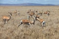 A big herd of Impala antelopes resting in a park in South Africa Royalty Free Stock Photo