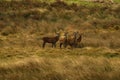 Big Herd of Red Deer during the rut Royalty Free Stock Photo