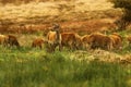 Big Herd of Red Deer during the rut Royalty Free Stock Photo