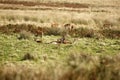 Big Herd of Red Deer during the rut Royalty Free Stock Photo