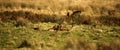 Big Herd of Red Deer during the rut Royalty Free Stock Photo