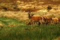 Big Herd of Red Deer during the rut Royalty Free Stock Photo