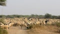 Big herd of sheep crossing