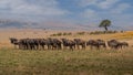 Big herd of wildebeest Royalty Free Stock Photo