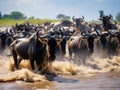 Big herd of wildebeest is about Mara Great Masai Mara National Park