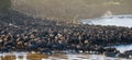 Big herd of wildebeest is about Mara River. Great Migration. Kenya. Tanzania. Masai Mara National Park.