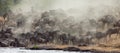 Big herd of wildebeest is about Mara River. Great Migration. Kenya. Tanzania. Masai Mara National Park.