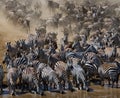 Big herd of wildebeest is about Mara River. Great Migration. Kenya. Tanzania. Masai Mara National Park.