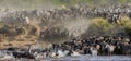 Big herd of wildebeest is about Mara River. Great Migration. Kenya. Tanzania. Masai Mara National Park.