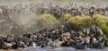 Big herd of wildebeest is about Mara River. Great Migration. Kenya. Tanzania. Masai Mara National Park.