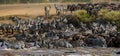 Big herd of wildebeest is about Mara River. Great Migration. Kenya. Tanzania. Masai Mara National Park.