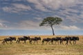 Big herd of wildebeest in the savannah Royalty Free Stock Photo