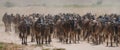 Big herd of wildebeest in the savannah. Great Migration. Kenya. Tanzania. Masai Mara National Park. Royalty Free Stock Photo