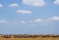 Big herd of wildebeest in the savannah. Great Migration. Kenya. Tanzania. Masai Mara National Park. Royalty Free Stock Photo