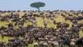 Big herd of wildebeest in the savannah. Great Migration. Kenya. Tanzania. Masai Mara National Park. Royalty Free Stock Photo