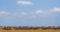 Big herd of wildebeest in the savannah. Great Migration. Kenya. Tanzania. Masai Mara National Park. Royalty Free Stock Photo