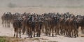 Big herd of wildebeest in the savannah. Great Migration. Kenya. Tanzania. Masai Mara National Park. Royalty Free Stock Photo