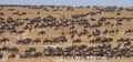 Big herd of wildebeest in the savannah. Great Migration. Kenya. Tanzania. Masai Mara National Park. Royalty Free Stock Photo