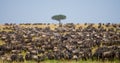 Big herd of wildebeest in the savannah. Great Migration. Kenya. Tanzania. Masai Mara National Park. Royalty Free Stock Photo