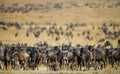 Big herd of wildebeest in the savannah. Great Migration. Kenya. Tanzania. Masai Mara National Park. Royalty Free Stock Photo