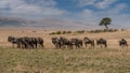 Big herd of wildebeest in the savannah. Royalty Free Stock Photo