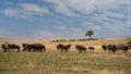 Big herd of wildebeest in the savannah. Great Migration. Kenya. Royalty Free Stock Photo