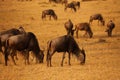 Big herd of wildebeests pasturing at dry grassland