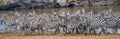 Big herd of zebras standing in front of the river. Kenya. Tanzania. National Park. Serengeti. Maasai Mara.