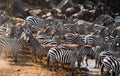 Big herd of zebras standing in front of the river. Kenya. Tanzania. National Park. Serengeti. Maasai Mara.