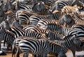 Big herd of zebras standing in front of the river. Kenya. Tanzania. National Park. Serengeti. Maasai Mara.