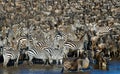 Big herd of zebras standing in front of the river. Kenya. Tanzania. National Park. Serengeti. Maasai Mara.